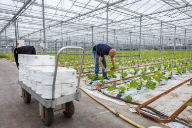 Archieffoto van Bert Doelman aan het werk met jonge courgetteplanten. De teler hoopt de teelt half maart weer op te starten. - Foto: Roel Dijkstra
