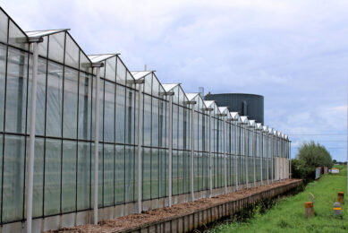 Glastuinbouw Nederland heeft een nieuw onderzoek in gang gezet naar de financiële effecten van de energiecrisis op glasgroente- en sierteeltbedrijven. - Foto: Ton van der Scheer