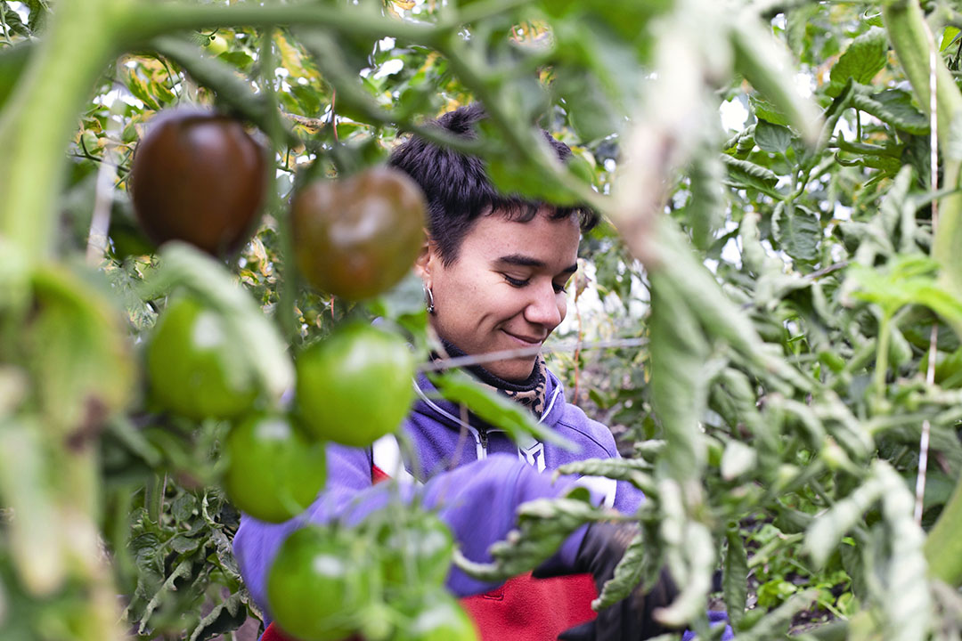 Lali Cervera, Europese vrijwilliger uit Catalonie, oogst tomaten. Elk jaar werken er zes vrijwilligers uit diverse EU-landen. - Foto: Eoin O'Conaill/Gerrit Post