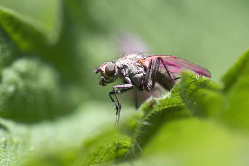 Het steriele mannetje vormt de kern van de Steriele Insecten Techniek (SIT). - Foto: Mark Pasveer