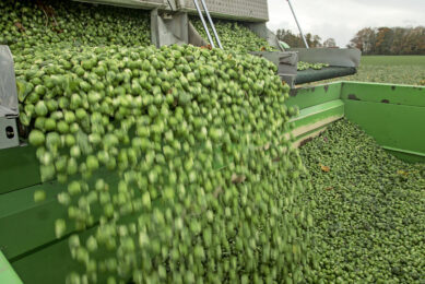 Deze week ligt de prijs voor B-spruiten op 60 à 65 cent per kilo - Foto: Koos Groenewold.