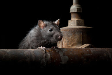Het gaat om middelen die worden gebruikt als lokaas voor de beheersing van ratten en/of muizen. - Foto: Canva