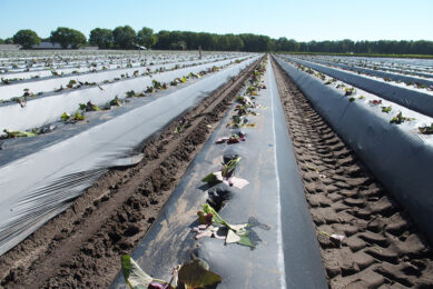Biologische folie leidt volgens de Rechtbank Oost-Brabant niet tot verbetering van de bodemkwaliteit - Foto: Stan Verstegen.