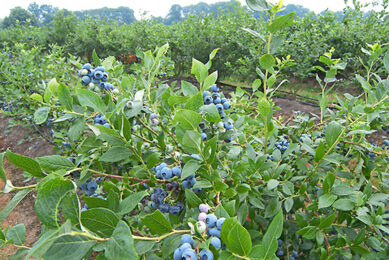 Programma Smart Growers levert teeltinnovaties op in blauwebes. Foto: Misset.