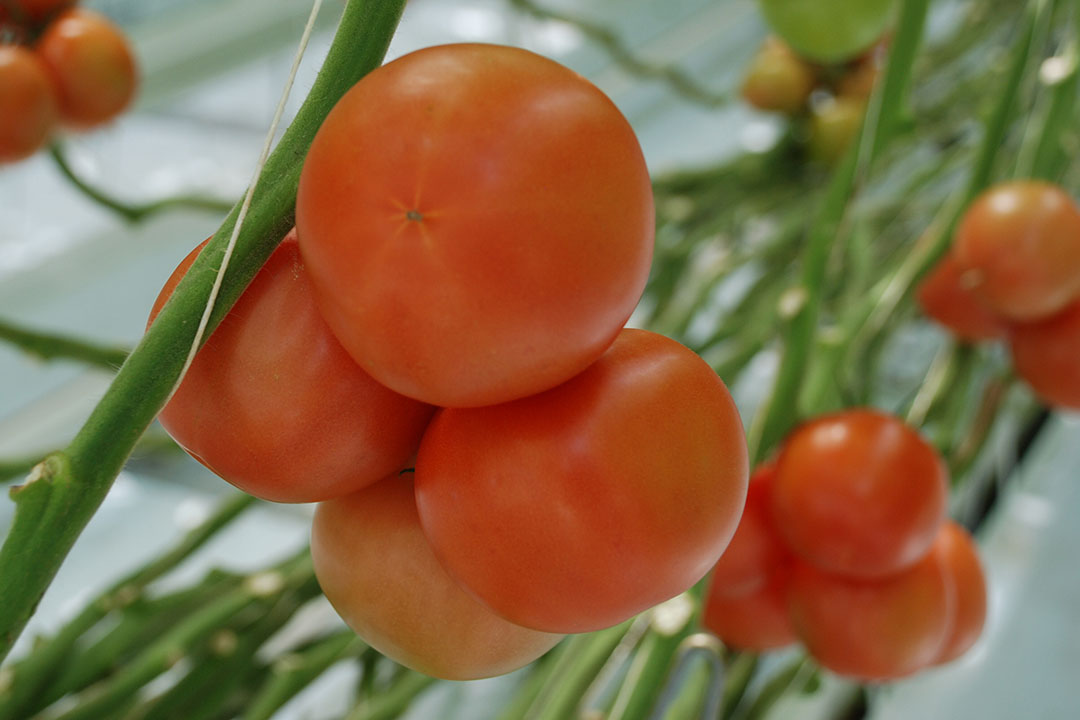 Ruilhandel Kust formeel Tomaat Archives - Groenten & Fruit Actueel