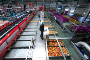 Grote en middelgrote hardfruithandelsbedrijven zijn gericht op retail. - Foto: Marcel van Hoorn