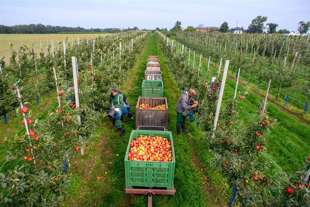 Deutsche Apfelbauern müssen nach Elstar auf eine neue deutsche Sorte umsteigen