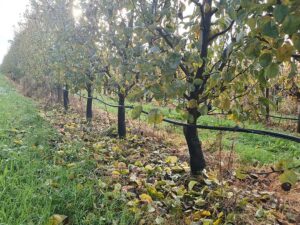 Druppelirrigatie in de boomgaard bij fruitteler André Alkema. - Foto: Janny Verschure-Trouw